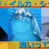 イルカ・クジラ・シャチの違いについて解説！大きさで分けられてるって本当？